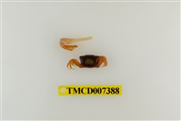 藏品(糾結南方招潮蟹)的圖片